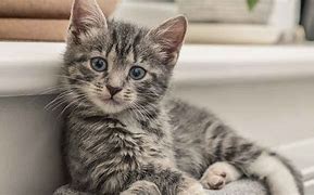 Image result for Dark Gray Tabby Cat