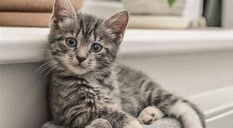 Image result for Black Grey Tabby Cat