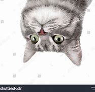 Image result for Rat Upside Down