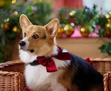 Image result for Royal Corgi