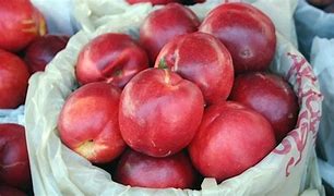 Image result for Nectarine Tree Diseases