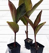 Image result for Red Leaf Canna Lily