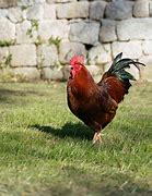 Image result for Poultry Pictues