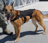 Image result for United States Air Force K9