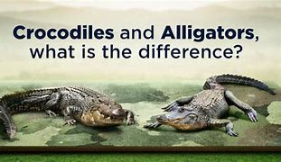 Image result for Croc vs Alligator Snout