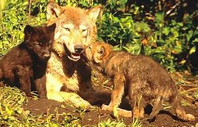 Image result for Brown Wolf Dog