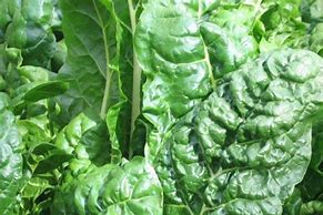 Image result for Silver Beet Plant