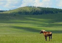 Image result for Steep Analysis of Mongols