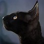 Image result for Black Cat Breeds