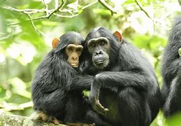 Image result for Chimpanzee Eating Meat