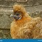 Image result for Brown Silkie