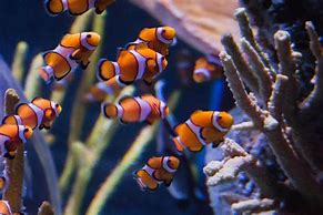 Image result for School of Clownfish