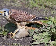 Image result for Identify American Kestrel