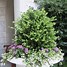 Image result for Boxwood Hedge Plants