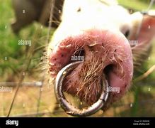 Image result for Pig Nose Ring