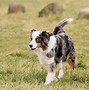 Image result for Lab Mix Australian Shepherd Brindle