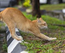 Image result for Dappled Red Cat