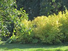 Image result for Cornus Alba Dogwood