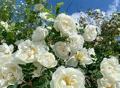 Image result for Itali Roses