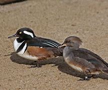 Image result for Hooded Merganser Black and White