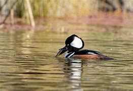 Image result for Crested Merganser