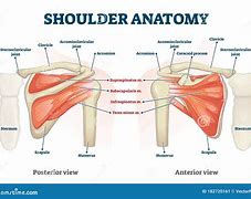 Image result for Shoulder Muscular Anatomy