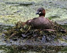 Image result for Little Grebe