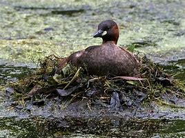 Image result for African Little Grebe