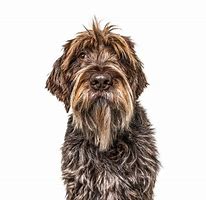 Image result for Shaggy Eared Dog