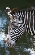 Image result for Mr. Ed Zebra