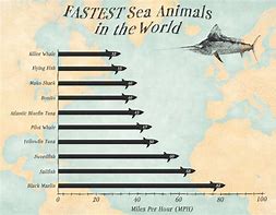 Image result for Fastest Sea Animal