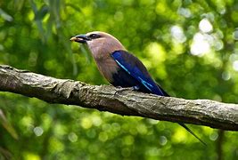 Image result for Blue-Bellied Roller