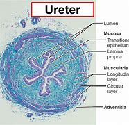 Image result for Ureter Segments