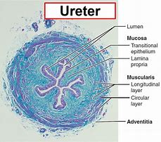 Image result for Foto Ureter