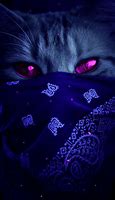 Image result for Bandana Cat Meme