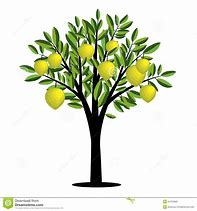 Image result for Lime Tree Clip Art