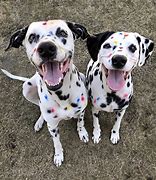 Image result for Dalmation Rat