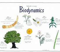 Image result for Biodynamic Herb Garden