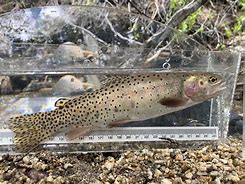 Image result for Fly Fishing Cutthroat Trout