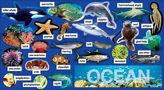 Image result for Sea Animals and Plants