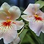 Image result for Most Exotic Flowers in the World