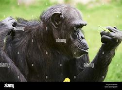 Image result for Chimpanzee Eating Grass