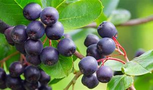 Image result for Aronia Tree