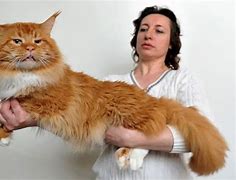 Image result for Person Holding Maine Coon Cat