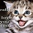 Image result for Pat Cat Image Meme