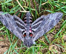 Image result for Large Ohio Moth