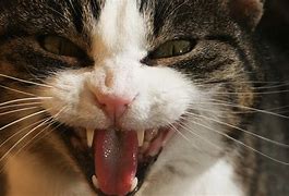 Image result for Cat Opening Mouth