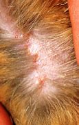 Image result for Feline Skin Disease