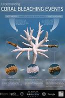 Image result for Coral Bleaching