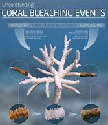 Image result for Bar Graph Coral Bleaching